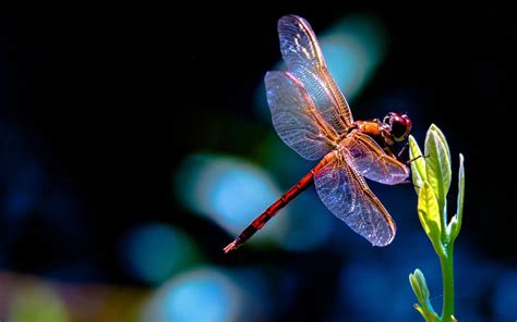 Pretty Dragonfly Backgrounds Wallpaper Cave