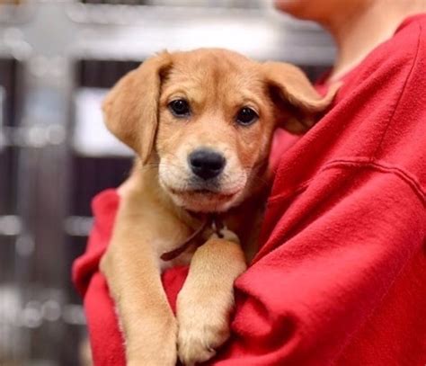 Estos Cachorros Hacen Más Llevadera La Vida De Los Ancianos Con