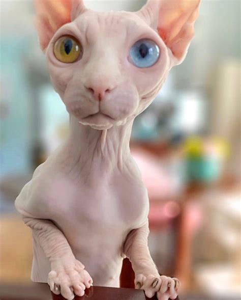 41strange Sphynx Cat With Heterochromia Different
