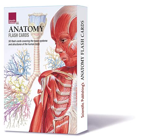 Human Anatomy And Physiology Flashcards Printable Anatomy Worksheets
