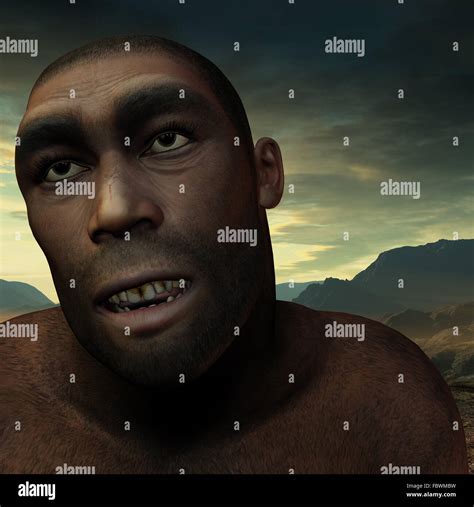 Early Humans Homo Erectus Stock Photo Alamy