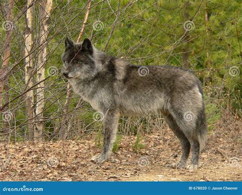 Male Gray Wolf Canis Lupus After Jumping Over A Fallen Tree Stock