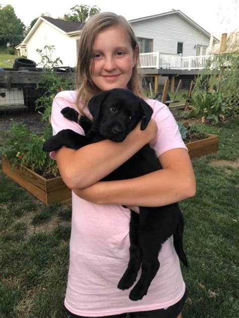 Please read over our faq as this will answer the majority of in nice weather, our english lab puppies are taken outside a few hours a day for some sunshine and introductions to all the outside sounds of vehicles. Labrador Retriever puppy dog for sale in Strasburg, Virginia