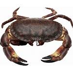Crab Clipart Crabs Chilli Transparent Web Icon
