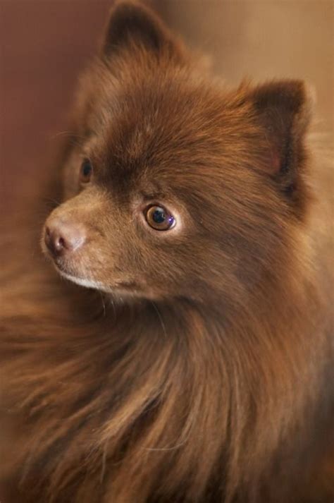 Brown Isch And Cream Pomeranian Dog Cute Dogs Cute Animals