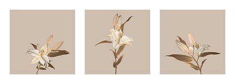 Bronzeoutlined Lily Flower Drawings In Neutral Tones Lilly Silhouette