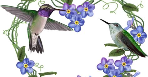 Forgetmenot Hummingbirds Frames