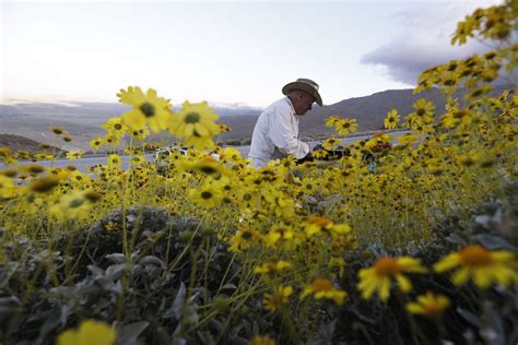 Photos Desert Wildflowers Dormant For Years Bloom Across California