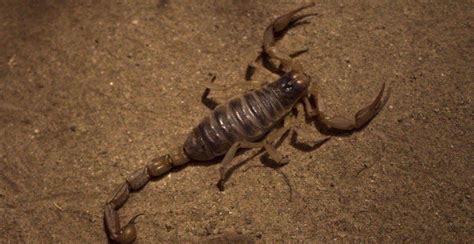 We also serve the following counties: Termite, Flea & Pest Control Services - Scorpion Exterminator