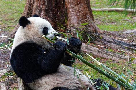 Giant Panda Eating Bamboo Atwashington Dc Zoo Editorial Stock Image