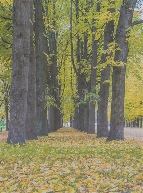Avenue Of Trees With Fallen Leaves In Park In Autumn Stock Image