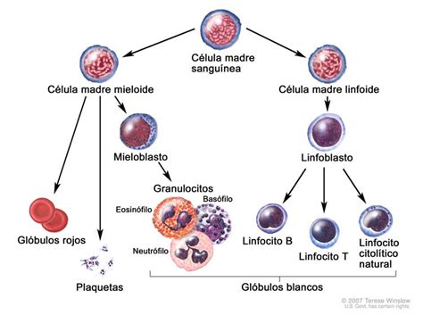 Células Del Sistema Inmunológico Mind Map