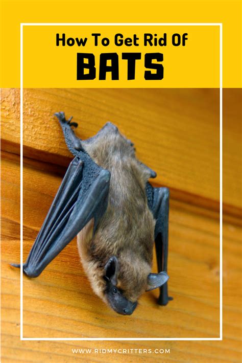 How To Get Rid Of Bats From The Attic Chimney Basement And Walls Getting Rid Of Bats Bat