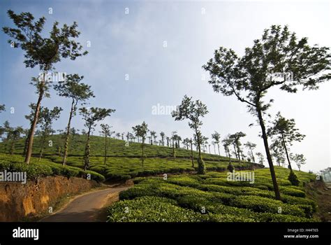Tea Plantations In The Mountains Of Ooty India Tamil Nadu Stock Photo