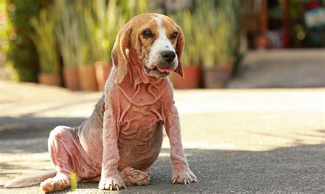 All About Demodectic Mange Causes Symptoms And Treatment For Your