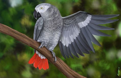 Artstation Grey Parrot Gris Du Gabon