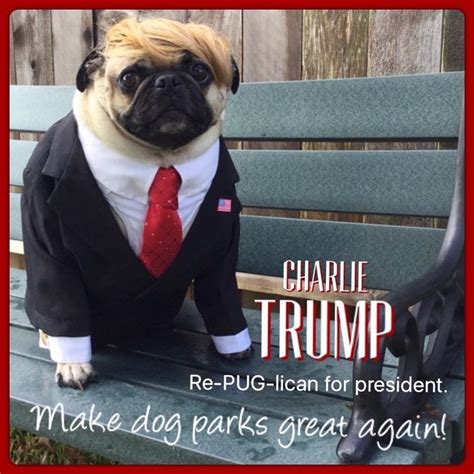 17 Best Images About Pugs On Pinterest Pug Meme Pug