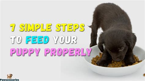7 Simple Steps To Feeding Your Puppy 4 Is Crucial