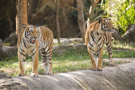 Two Bengal Tigers Walking — Stock Photo © Kungmangkorn 100193264