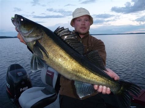 Lake Saimaa Fishing Travels Zander Fishing At Lake Saimaa Finland