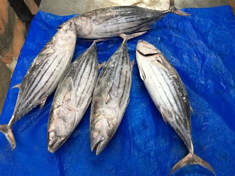 Frozen Skipjack Tuna Whole Export At Rs 65kg टूना फिश In Kochi Id