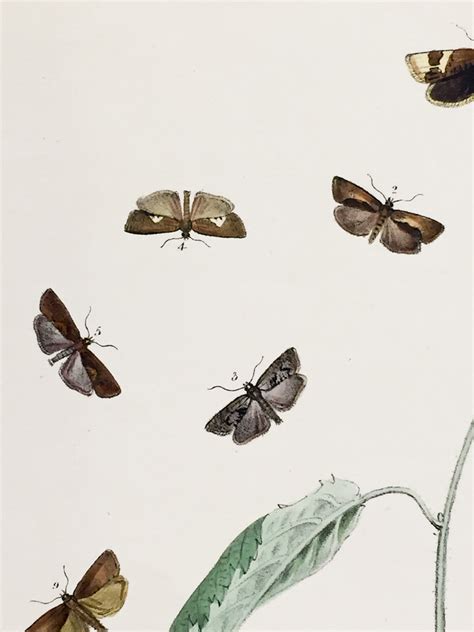 Antique Entomology Lithograph Butterfly Plate C1890