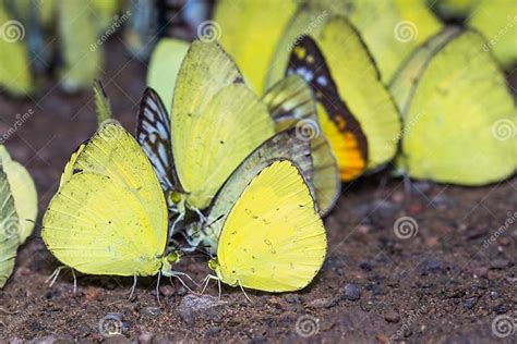 Yellow Butterflies Stock Image Image Of Wing Thorax 39829657