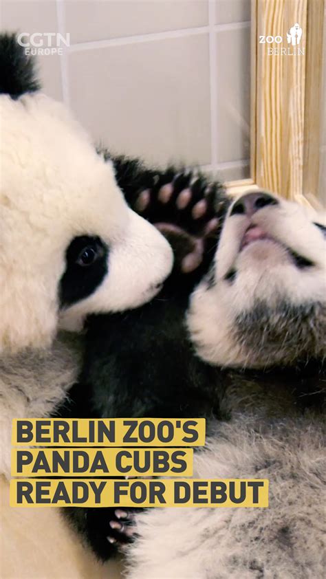 Berlin Zoo Panda Cubs Are Ready To Melt Visitors Hearts Cgtn