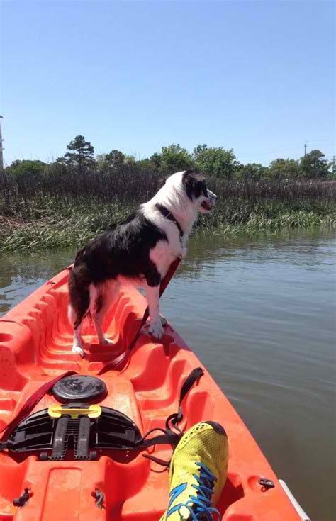 Find examples of dog breed behaviour below to help you choose a dog that's right for you. 33 Pics That Will Make You Want A Dog Right Now
