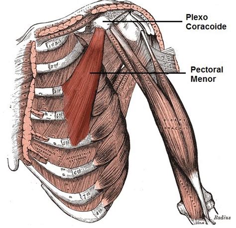 Anatomía De Los Músculos Pectorales Musculación Total