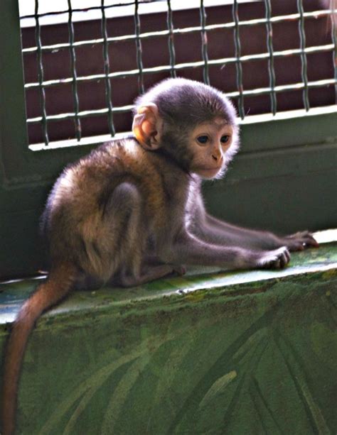 Webcam Watch The Third Patas Monkey Baby For Rosamond Ford Zoo