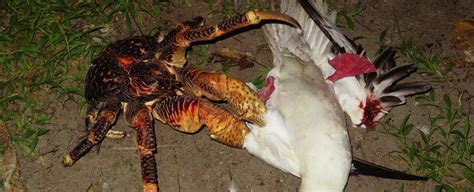 They are no dangerous to your fingers, when you pay attention to what you doing, of course. Giant coconut crab caught attacking and eating an innocent ...