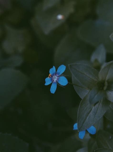 Blue Petaled Flowers · Free Stock Photo