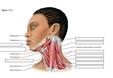 Neck Muscles Lateral View Diagram Quizlet