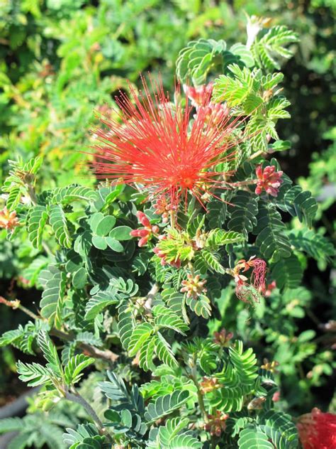 Baja red gibt es bei ebay! Calliandra californica (Baja Fairy Duster) | World of ...