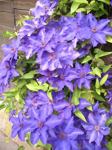 Im erwärmten boden können die pflanzen vor dem winter noch gut einwurzeln. Clematis | Haus und garten, Garten, Haus