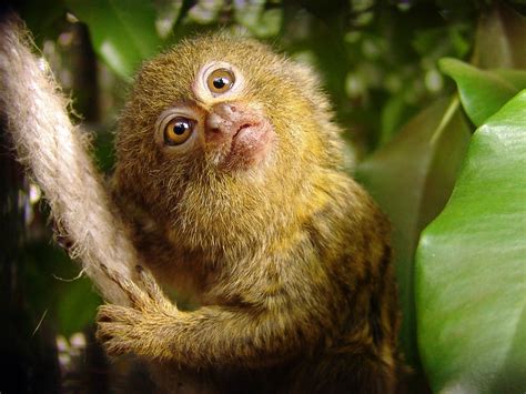 Descubren Dos Especies Del Mono “más Pequeñas Del Mundo” Juárez Hoy