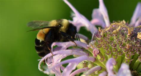 10 Ways To Save Pollinators The National Wildlife Federation Blog