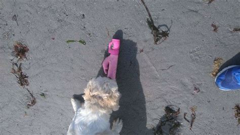 Shocked Dog Walker Finds Sex Toys Washed Up On Beach Twice