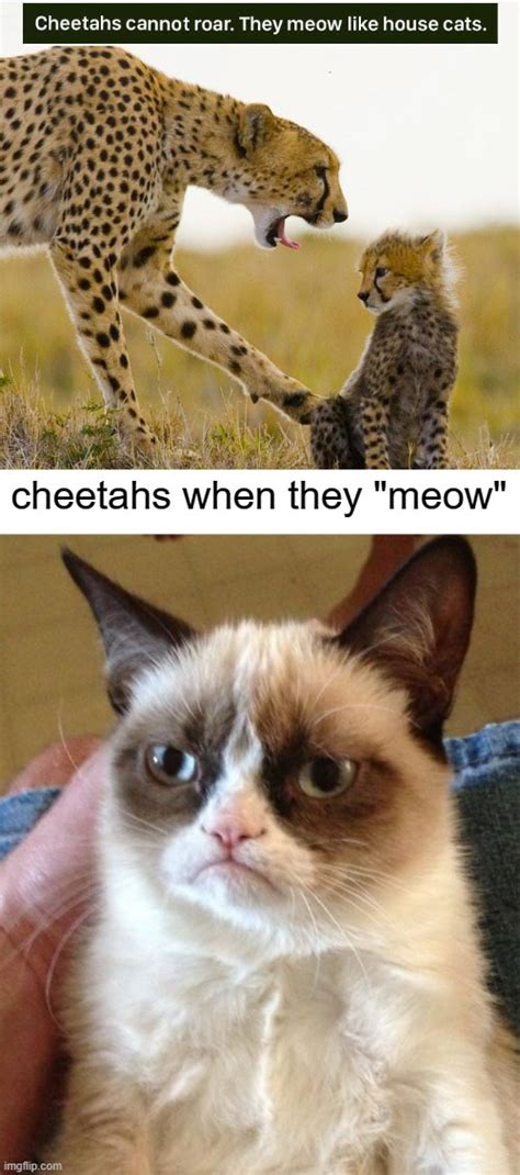 Cheetahs Meow They Dont Roar Imgflip