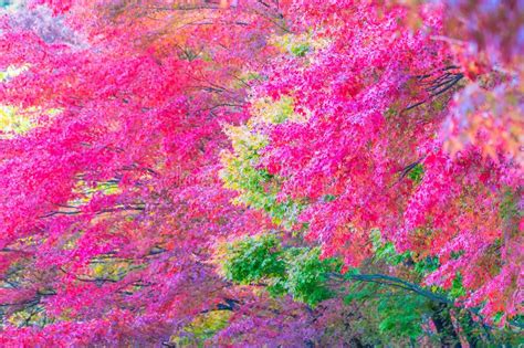 Beautiful Maple Leaf Tree In Autumn Season Stock Image Image Of
