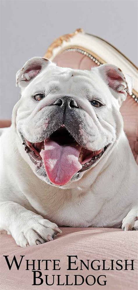 The olde english bulldogge is a cross between a purebred english bulldog, american bulldog, american pit bull terrier, and bullmastiff. White English Bulldog: Is He a Happy, Healthy Puppy?