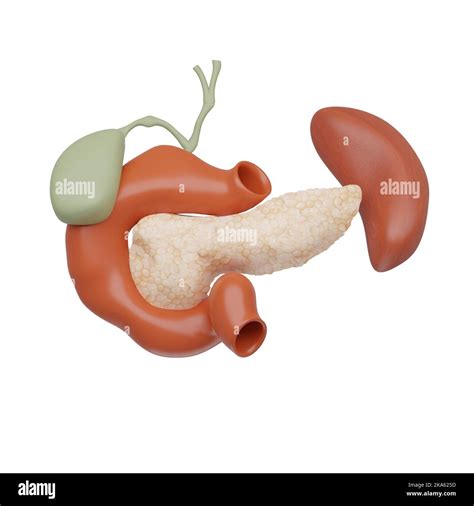3d Illustration Of A Pancreas Stock Photo Alamy