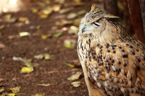 Owls In Florida See All 7 Species In The Sunshine State