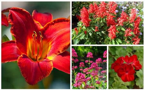 Top 10 Perennial Plants With Red Flowers