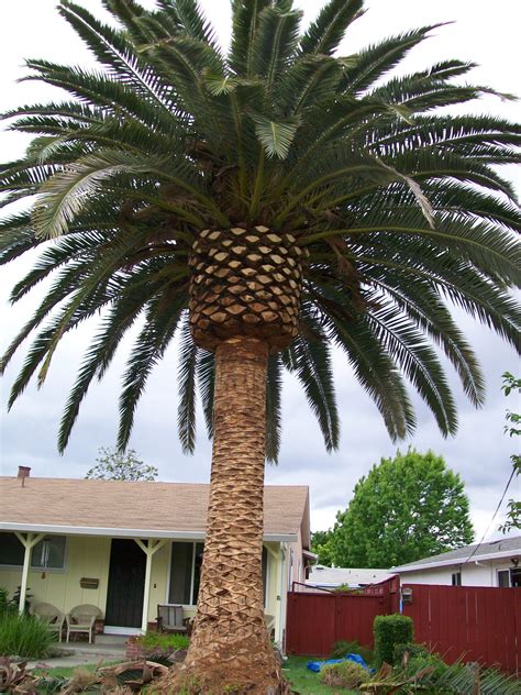 Palm Tree Cost California Carmel Trask