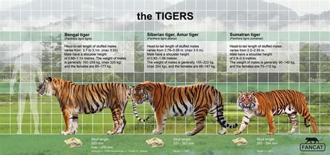 The Tigers Size By Bigfancat On Deviantart Sumatran Tiger Tiger