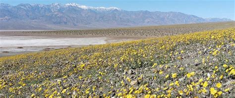 Flowers started breaking through the dry earth back in november, but february has seen a total by scattering seeds throughout the park, this bloom will lay the groundwork for the next one, be it one or. Death Valley Blossoms With Color in Potential 'Super Bloom ...
