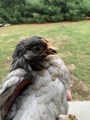 We did not find results for: 6 week old Easter egger | BackYard Chickens - Learn How to ...