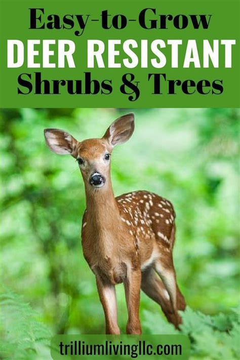 Easy To Grow Deer Resistant Shrubs And Trees Deer Resistant Shrubs